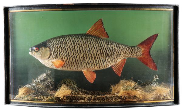 TAXIDERMY: A ROACH