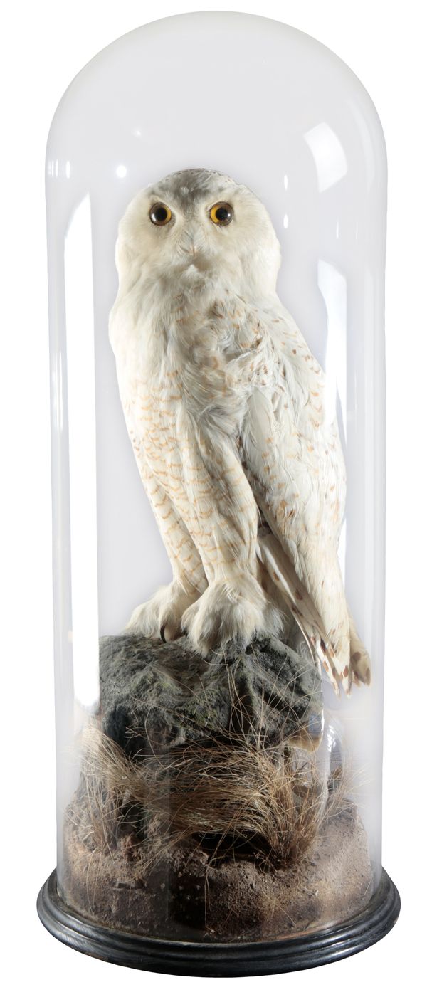 TAXIDERMY: A SNOWY OWL