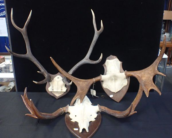 TWO PAIRS OF ELK AND ONE PAIR OF RED DEER ANTLERS