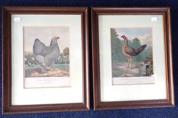 TWO 19th CENTURY POULTRY INTEREST LITHOGRAPHS;