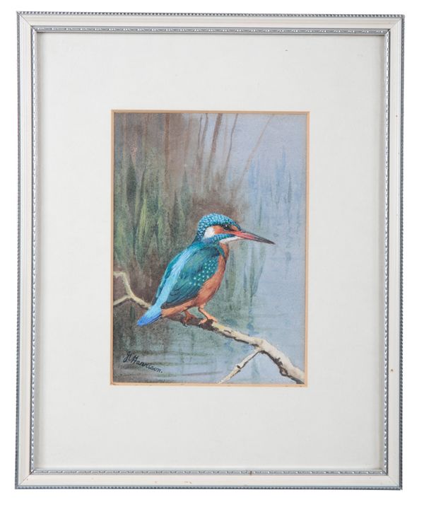 *JOHN C HARRISON (1898-1985) A study of a kingfisher