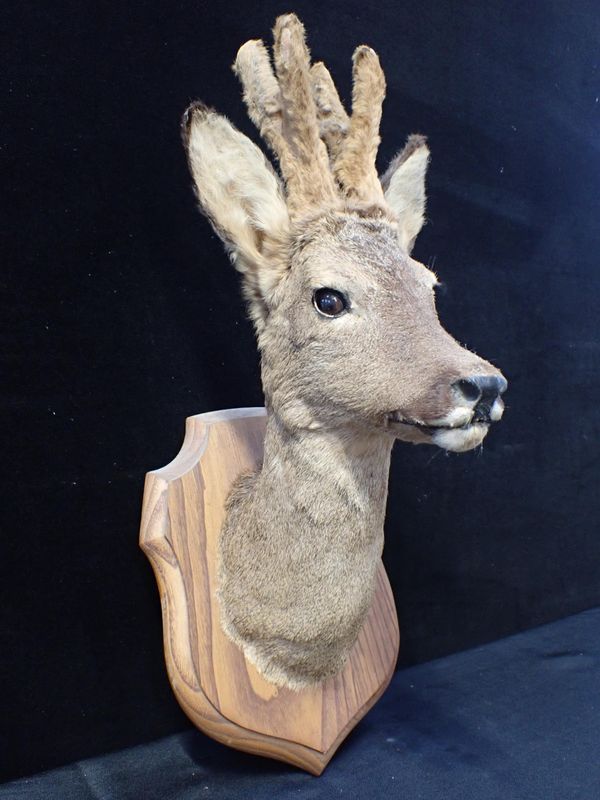 TAXIDERMY: A SMALL DEER HEAD