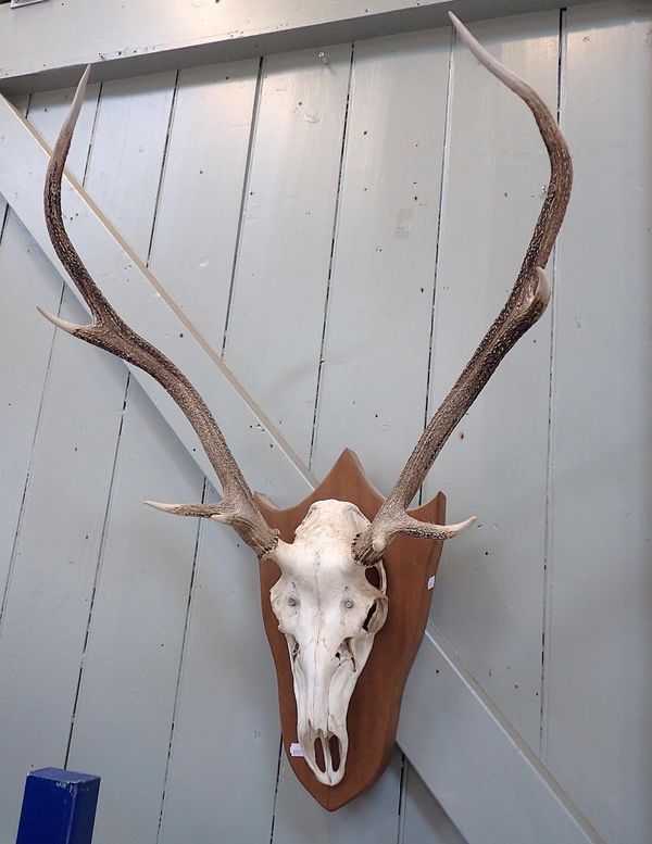A PAIR OF EIGHT-POINT ANTLERS