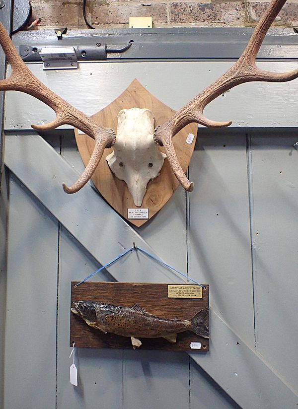 TAXIDERMY: A BROWN TROUT