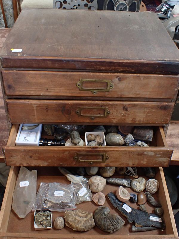 A COLLECTION OF FOSSILS AND MINERAL SPECIMENS