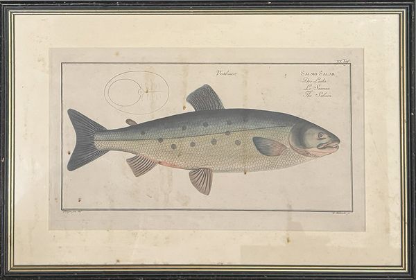 20th century Swedish School 'Antique engraving of a fish'