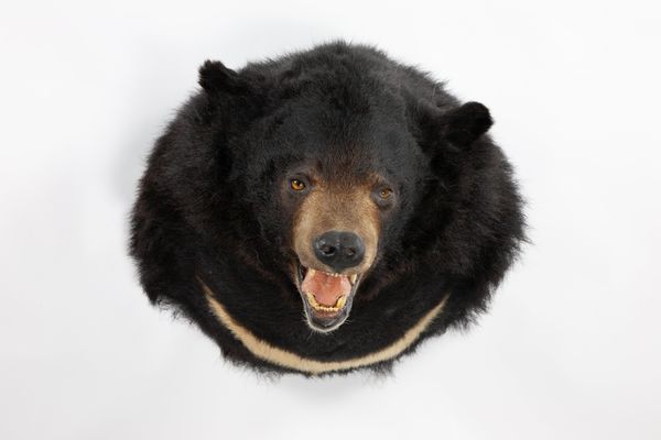 A Himalayan black bear head