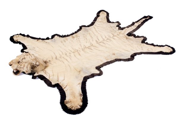 A tiger skin rug by Van Ingen