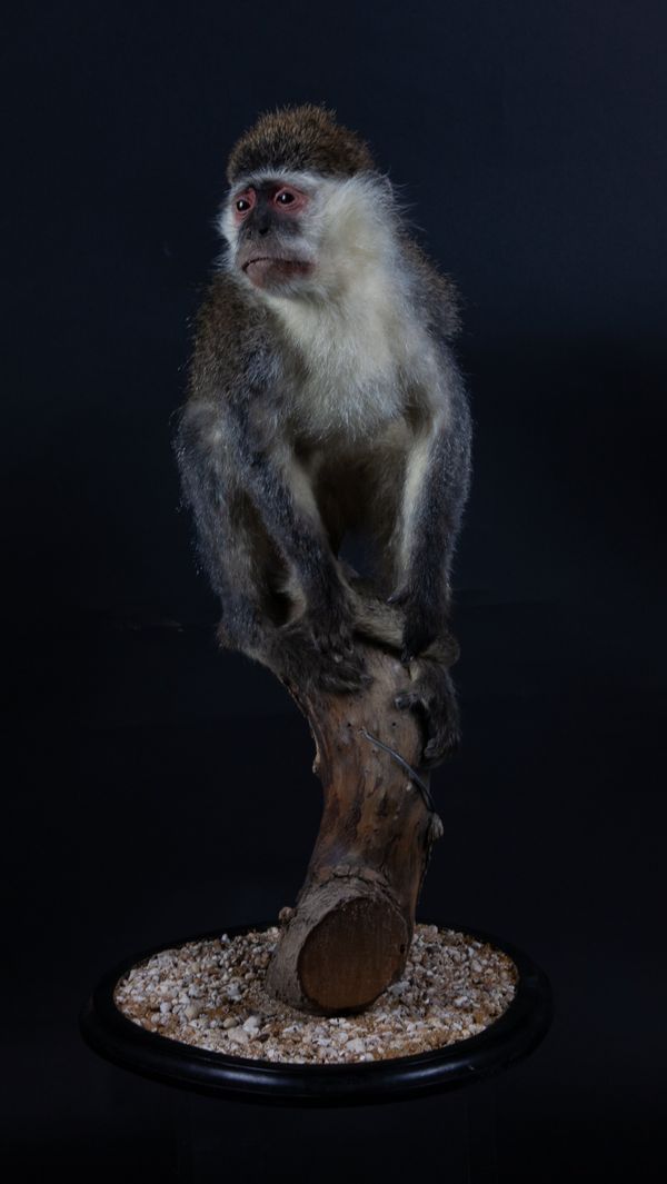 A Vervet monkey