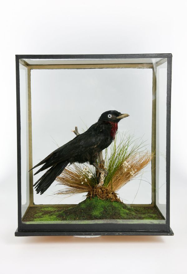 A Purple Throated Fruit Crow in glass case