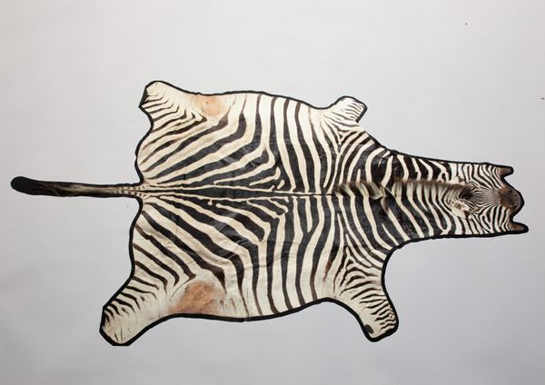 A Zebra skin on felt backing