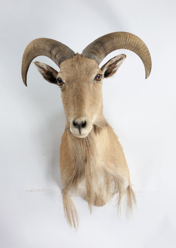 A headmount Spanish ibex