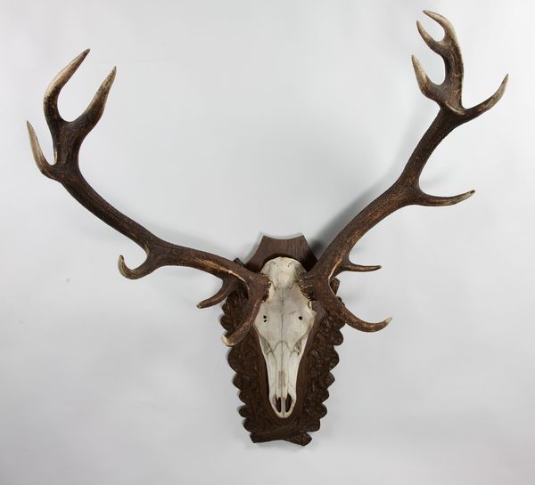 A massive set of red Deer antlers on carved shield, 13 points