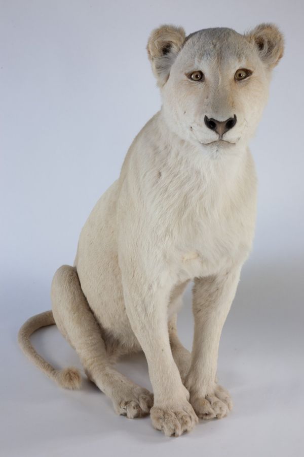 A full mount white lioness