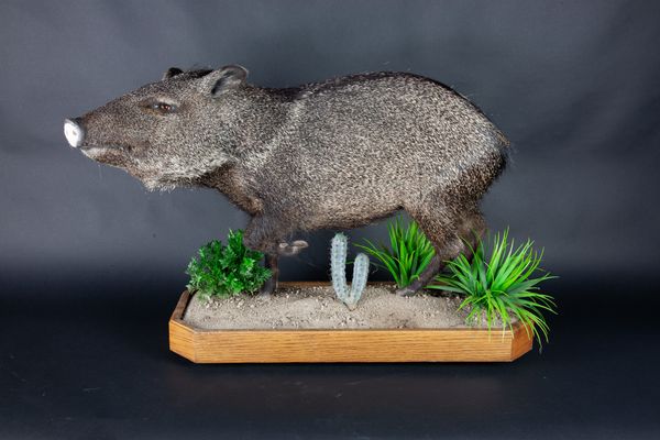 A full mount peccary on decorative base