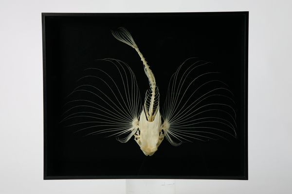 A flying Gurnard fish skeleton in glass case