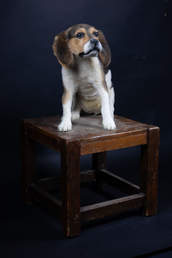 A Beagle puppy on stool