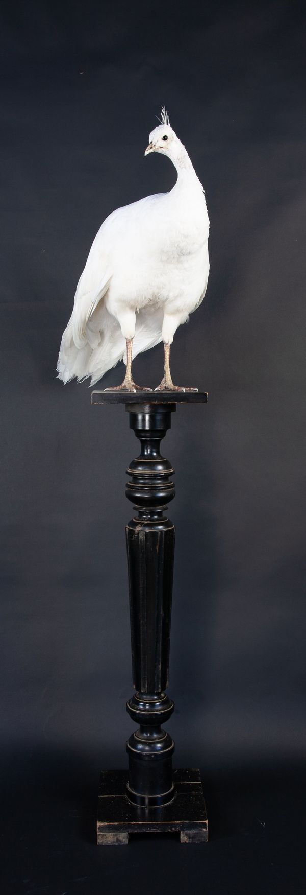 A white Peahen on pedestal mount