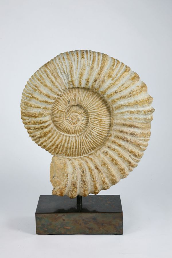 A large ammonite on bronze base