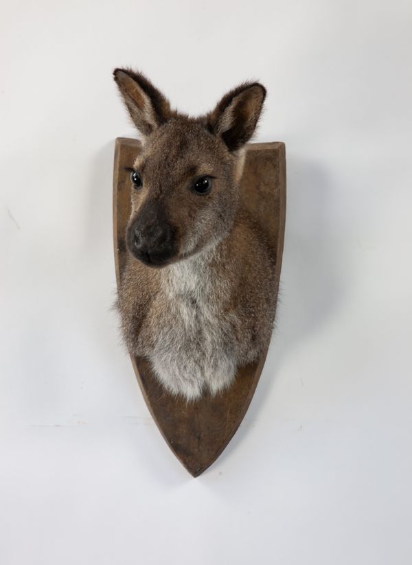 A headmount Bennett's wallaby