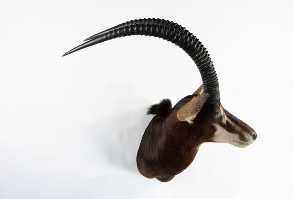 A Sable antelope trophy