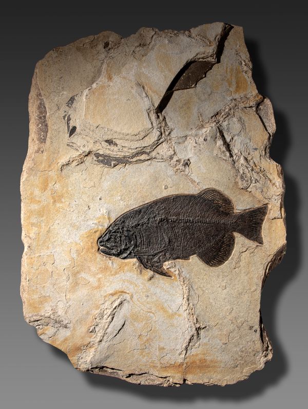 A large Phareodus fish plaque