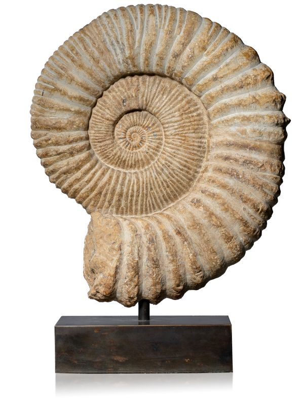A large Moroccan ammonite +++client will collect++++