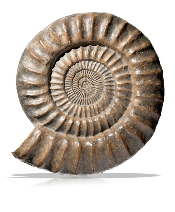A Paracoroniceras Lyra Ammonite