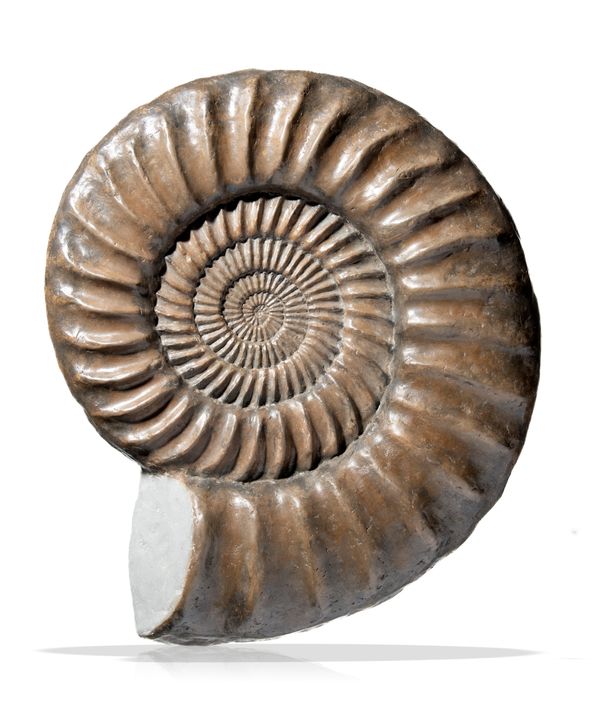 A Paracoroniceras Lyra Ammonite