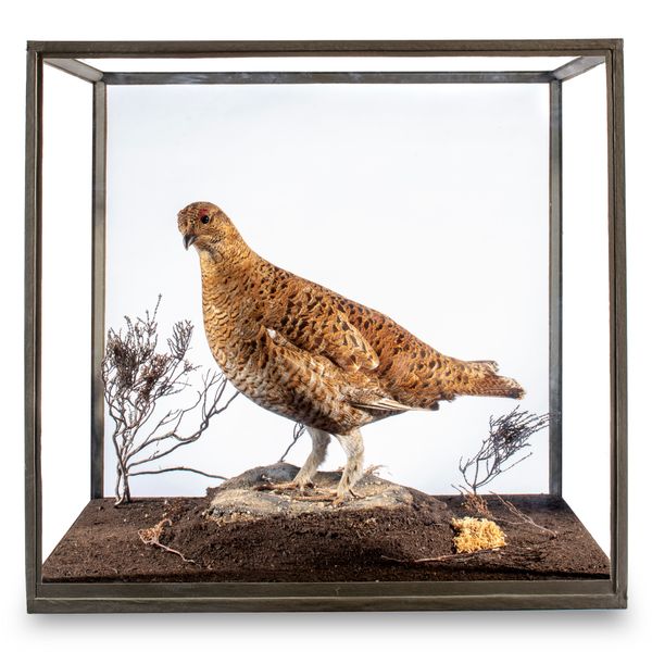 A Hen Grouse by Rowland Ward in glass