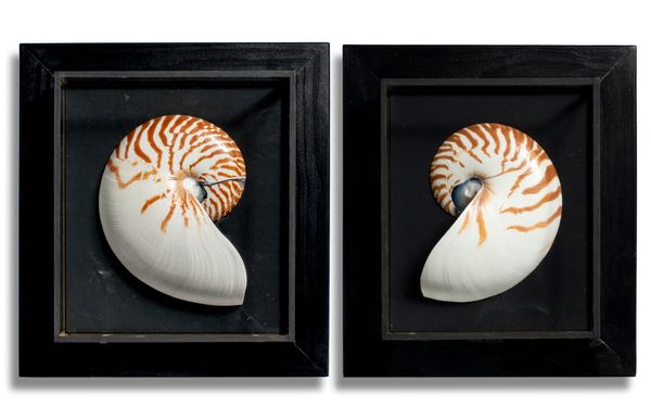 Two pairs of Nautilus shells