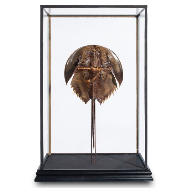 A pair of horseshoe crabs in display cases