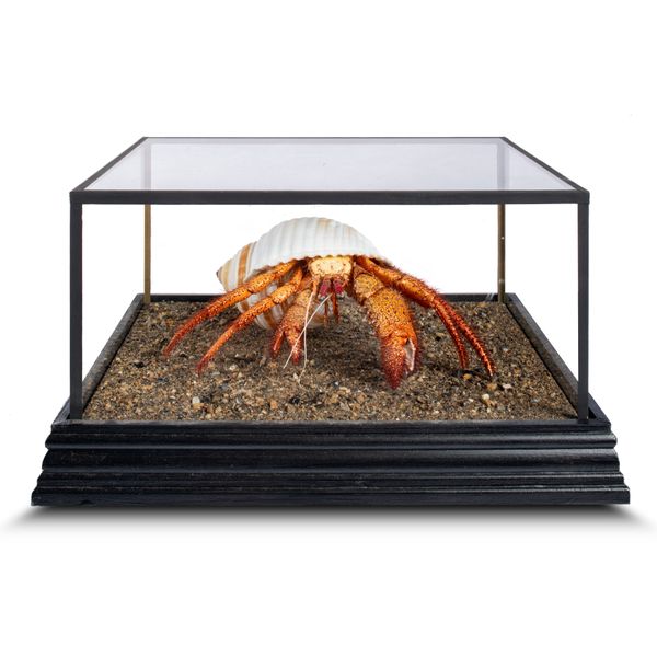 Two Hermit Crabs in glass cases