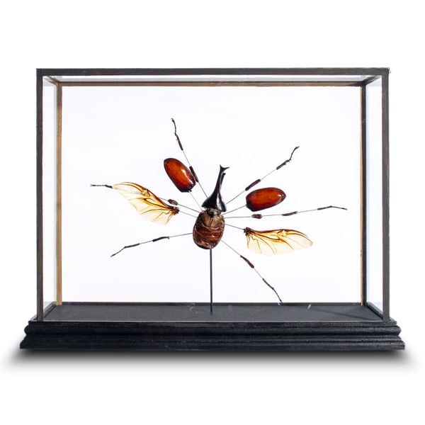 Four Beetles in display cases