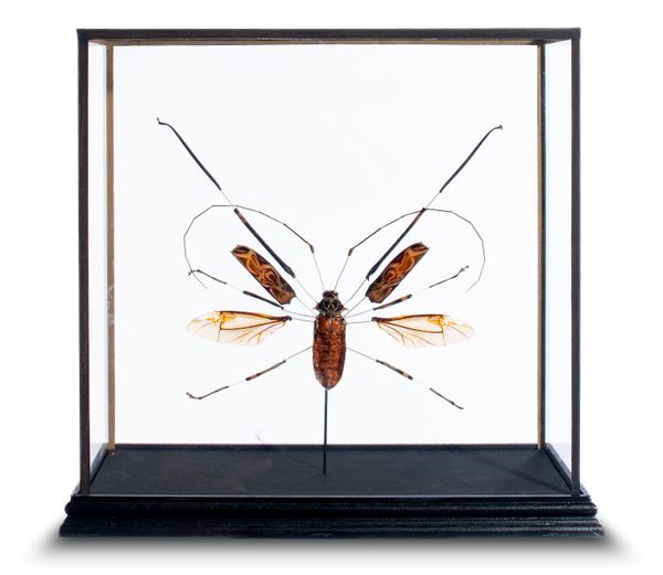 Two Harlequin Beetles in display cases