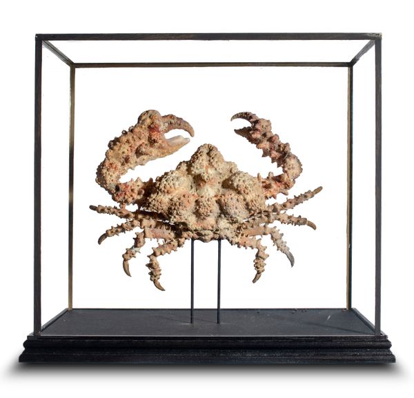 A Knobbly Crab in display case