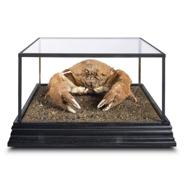 A Crab in display case