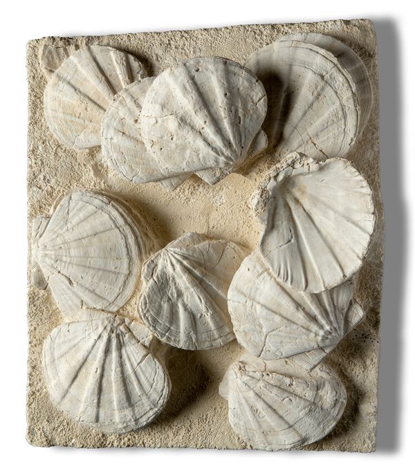 A Pecten plaque