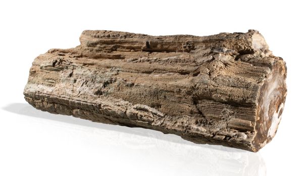 An unusual fossil tree trunk with bark