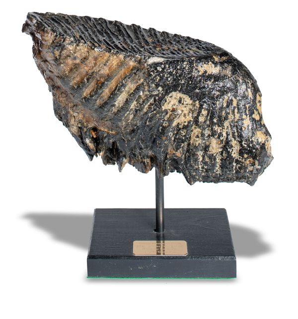A Woolly Mammoth tooth