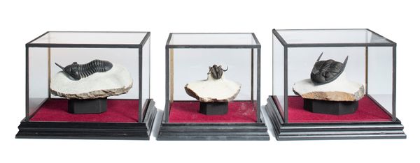 A set of three Trilobites in display cases