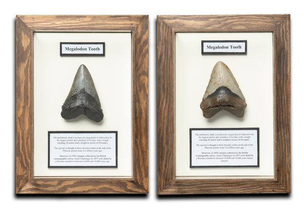 Two framed Megalodon teeth