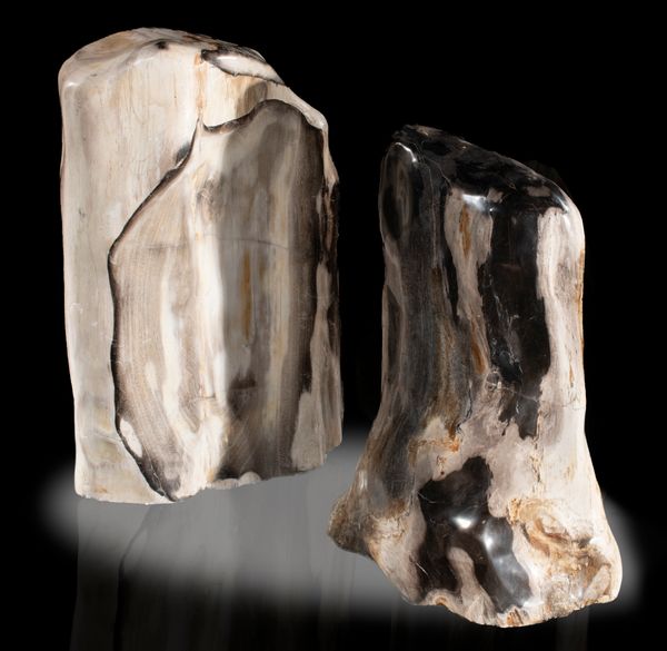 Two Fossilised wood specimens