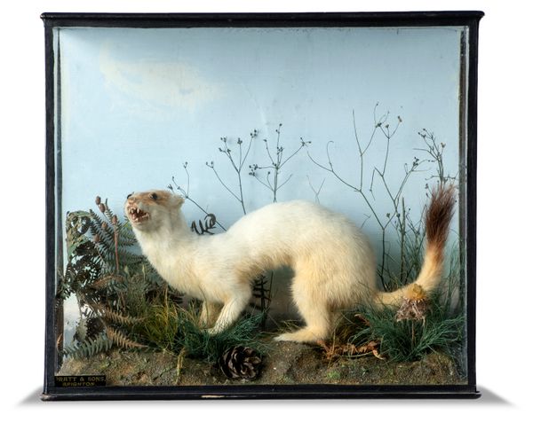 A Stoat by Pratt and Sons of Brighton