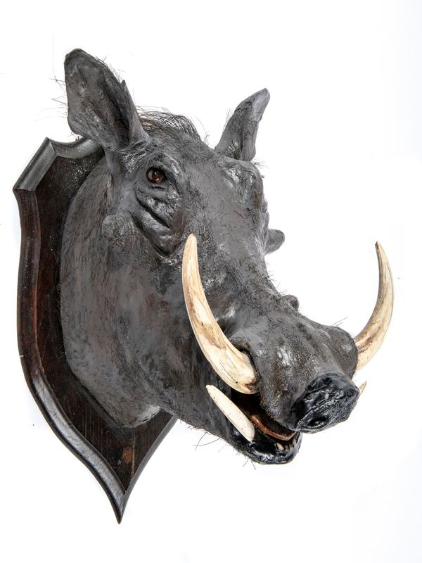 Rowland Ward: A warthog trophy on shield label to rear 56cm high