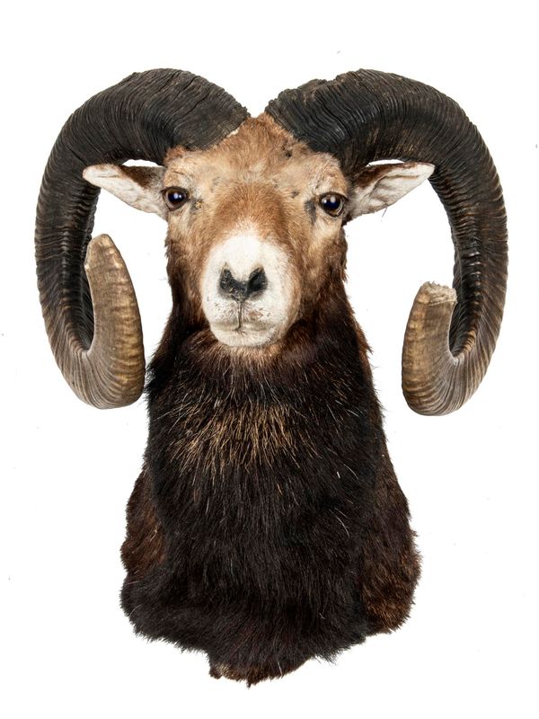A Mouflon rams head with large horns modern 58cm high by 48cm wide