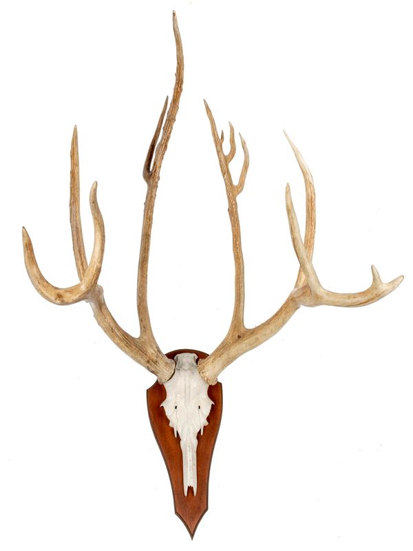 A set of Pere David‘s deer antlers on shield modern 115cm by 82cm