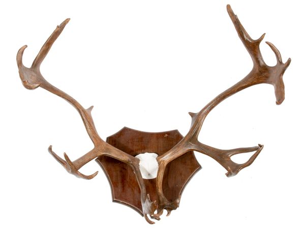 A set of Caribou antlers on plaque 20th century 91cm by 88cm