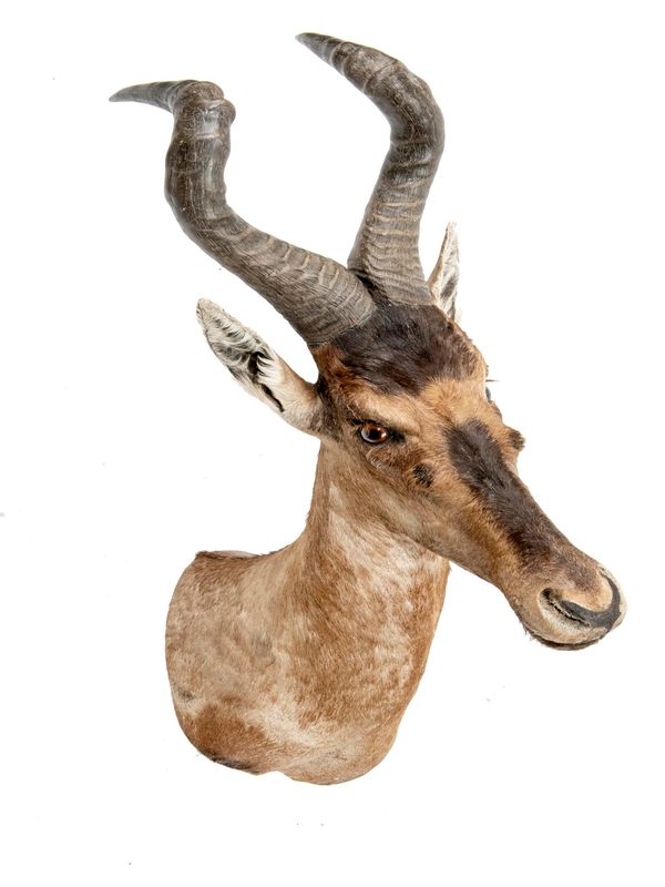 A Red hartebeest head mount modern 110cm high