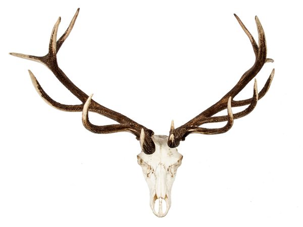 A massive set of Red deer antlers on scull recent 126cm by 128cm